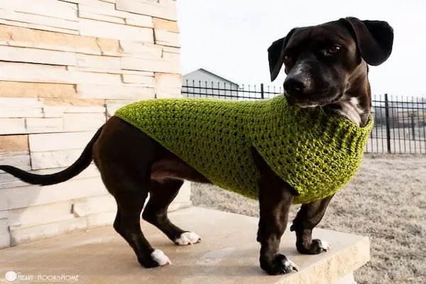 Crochet vest for dog