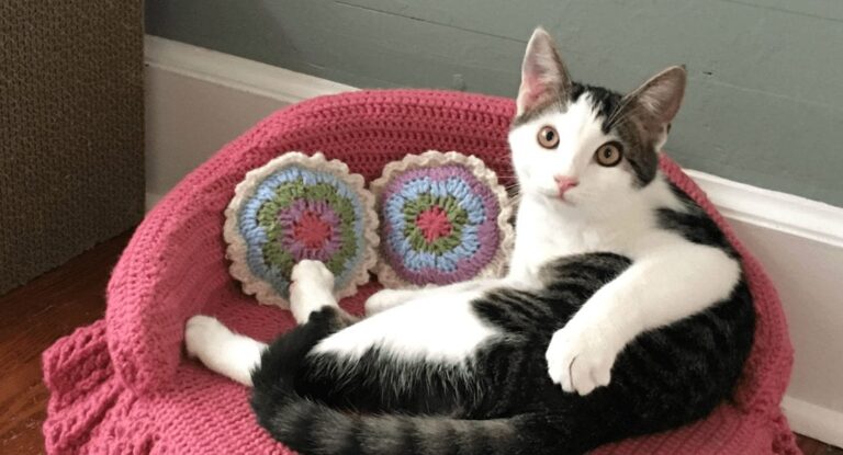 How to crochet a cat couch